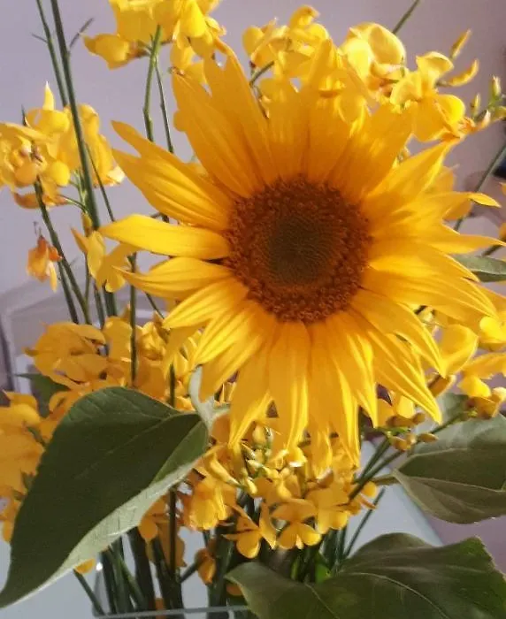 Il Girasole del Lago-1