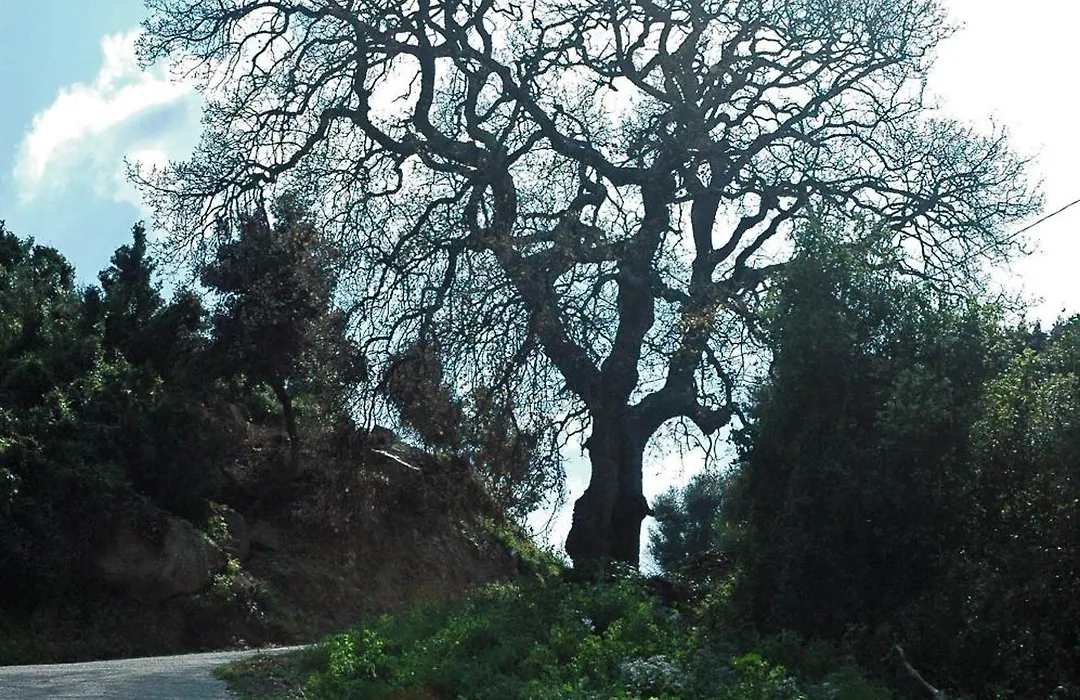 La Fattoria-1