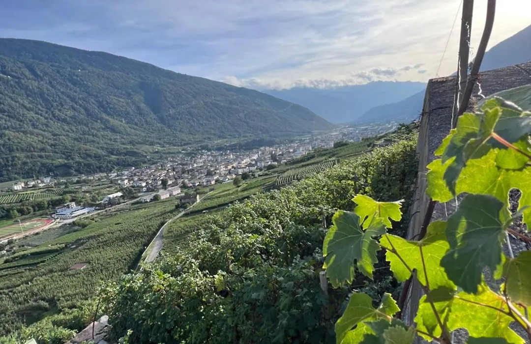 Sanmartino Suite-1
