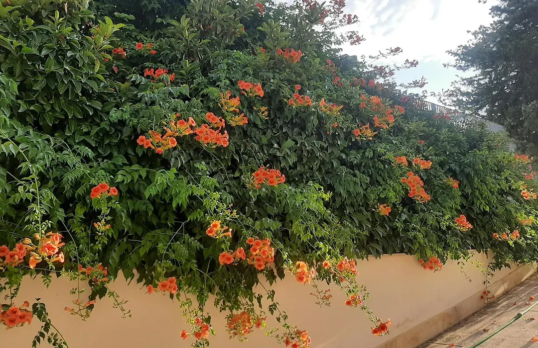 The Orange Groove-1