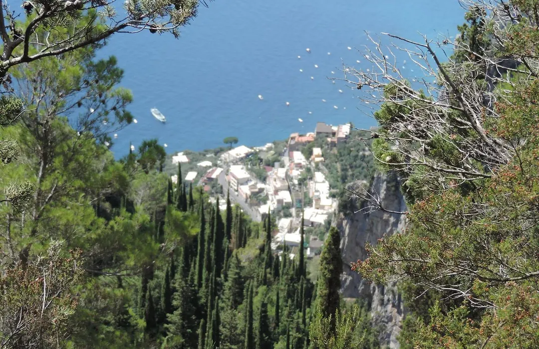 Nido Verde-1