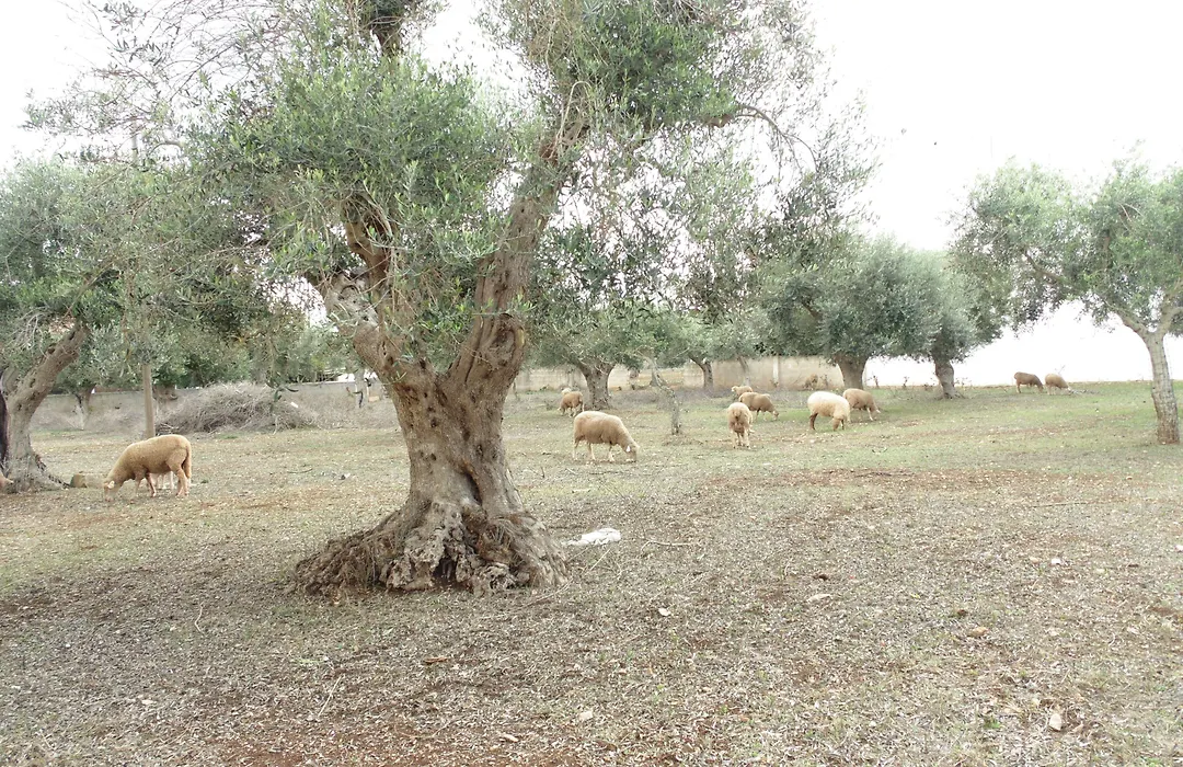 Welcome to Alberobello-1