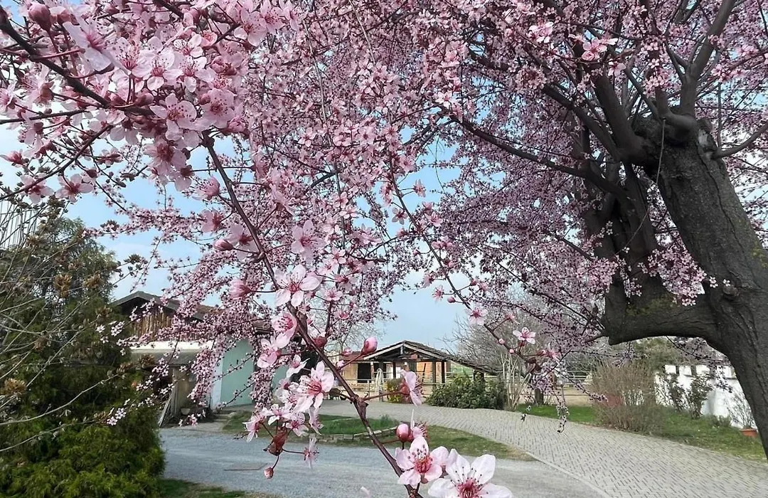 B&B Cm Ranch-1