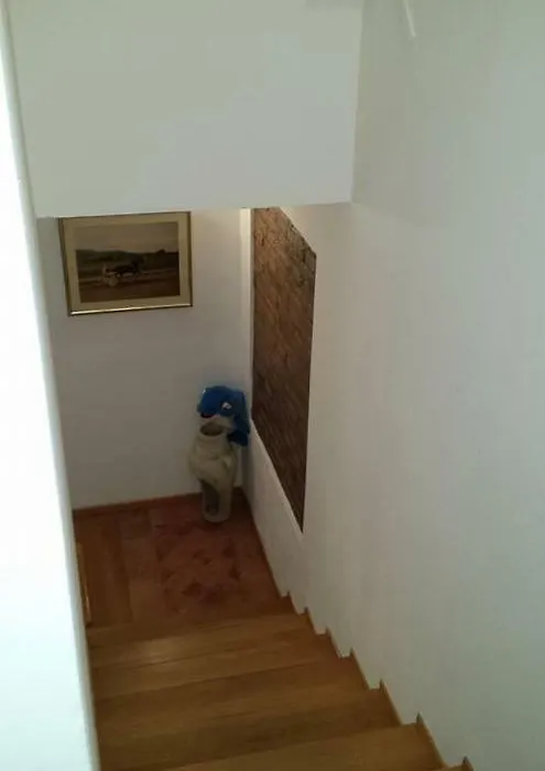 Il Delfino a Bologna-1