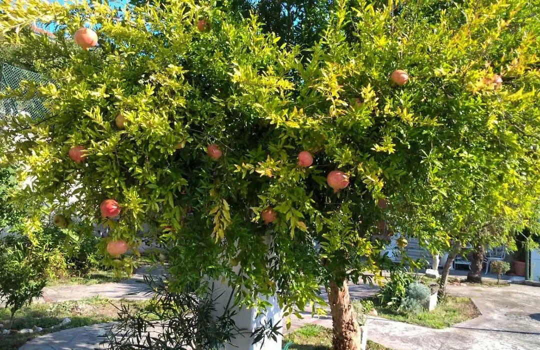 Agriturismo Allo Scoglio - Azienda Agricola-1