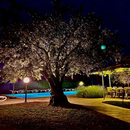 Pansion Margerita-2