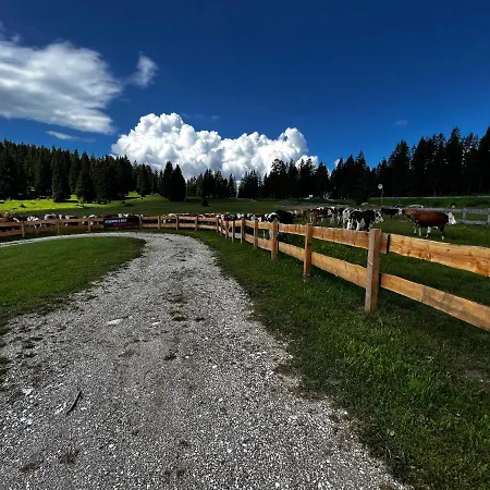 Malga Millegrobbe Nordic Resort-2