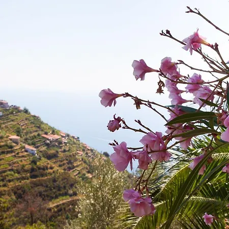 Il Nettare-2