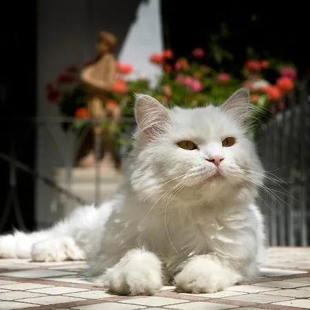 Albergo Gatto Bianco-3