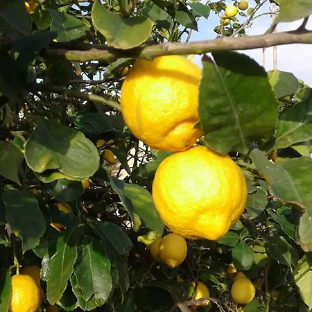 Lumie Di Sicilia-3