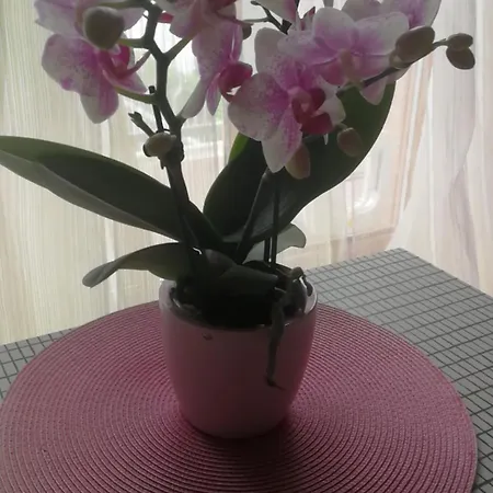 Casa delle orchidee-2