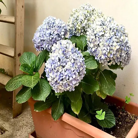 B&B La casa di Paola-2