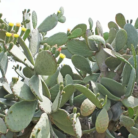 Le Sete-2