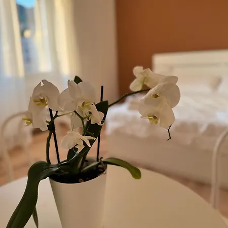 B&B Compare Felice-3
