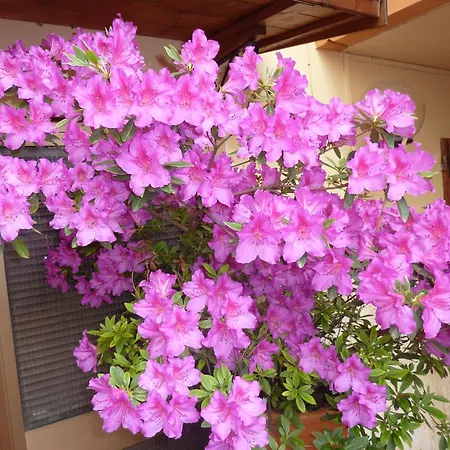 Primettahouse-3