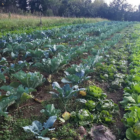Ecogarden-3