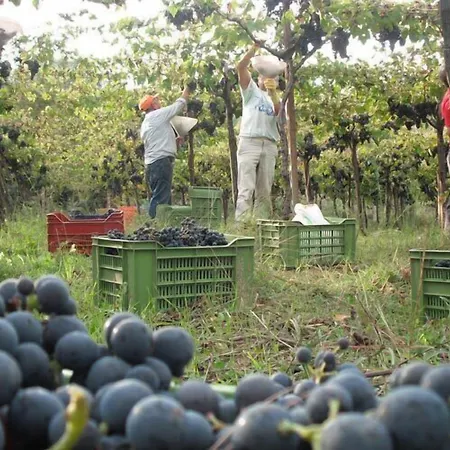 Azienda Vitivinicola Sergio Del Casale-3