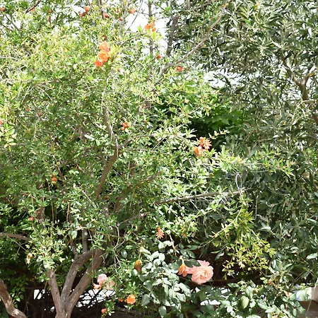 Andriani'S Guest House-3