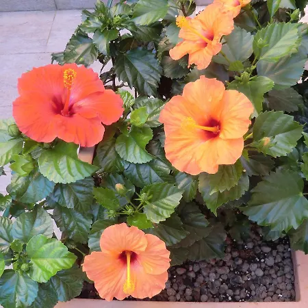 Il Giardino di Alisa-3