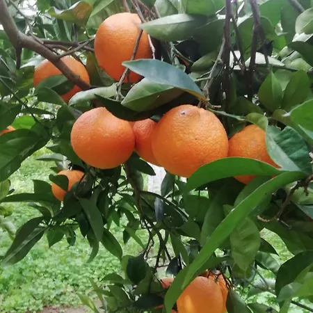 Dai Siciliani Paolo e Paola-3