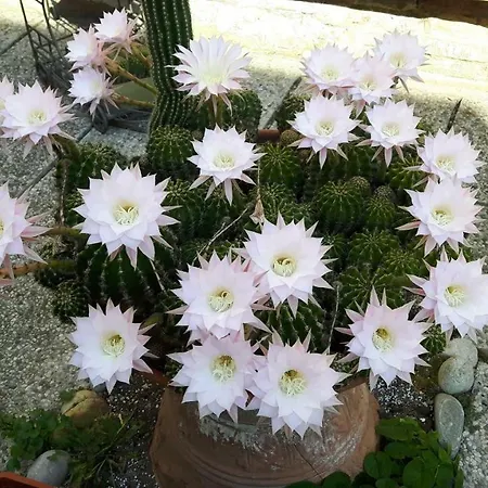 Il Giardino Roccioso-2