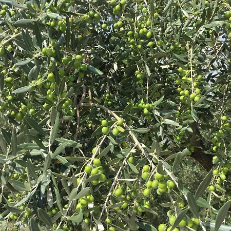 B&B Il Grotto-3