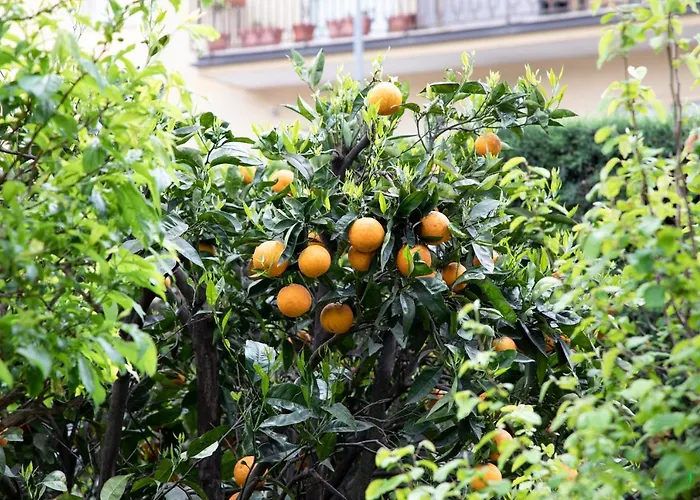 Bed and Breakfast L' albero di giada Caserta
