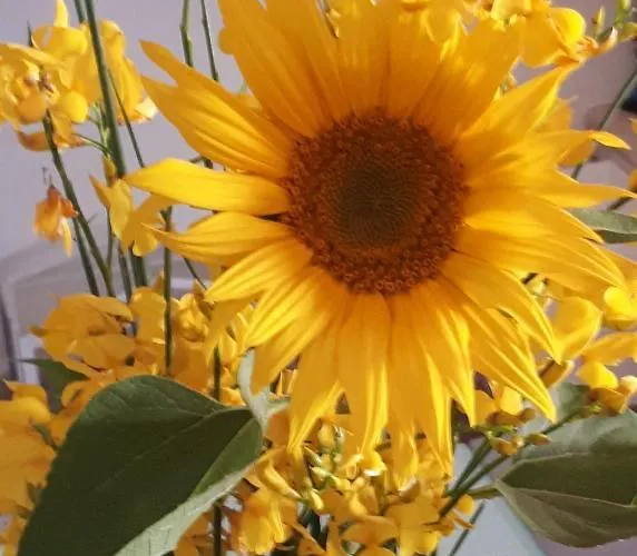 Il Girasole del Lago Piediluco
