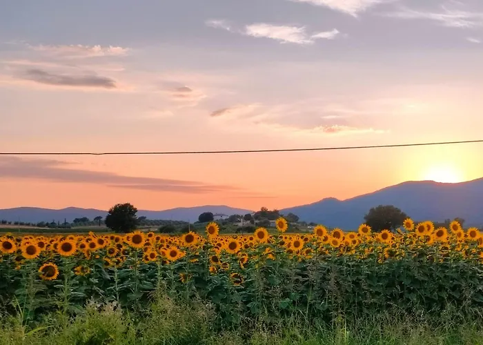 Alla Meria Castiglione della Pescaia