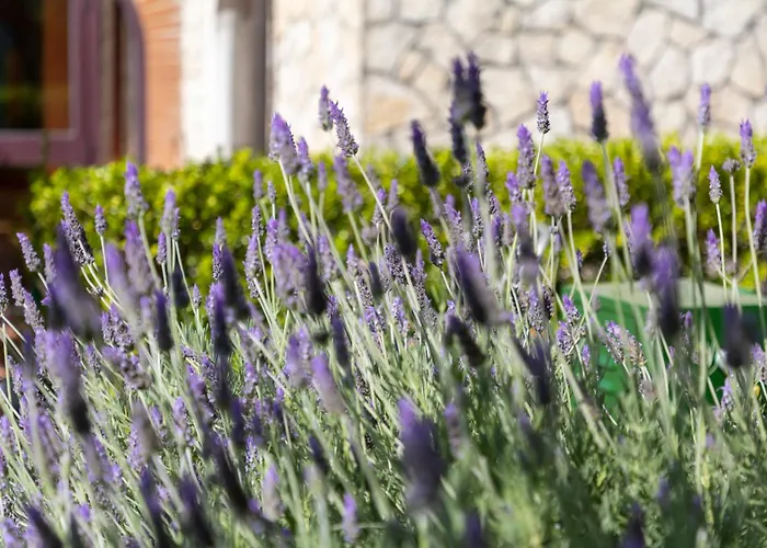 La dimora di Radha B&B Centro Olistico Rende