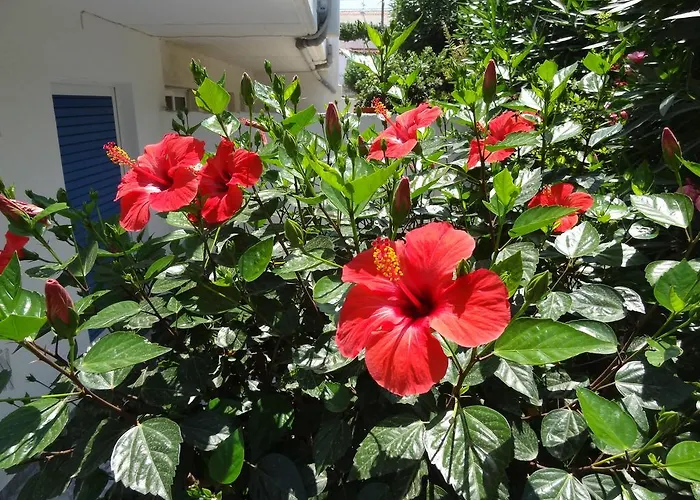 Michalis Studios & Apartments Città di Kos