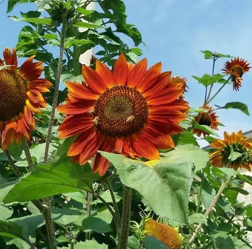 B&B Il Girasole Camigliatello Silano